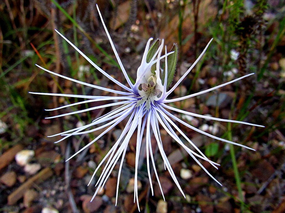 Bartholina burmanniana Spider Orchid in schaduw met witte bloemblaadjes.