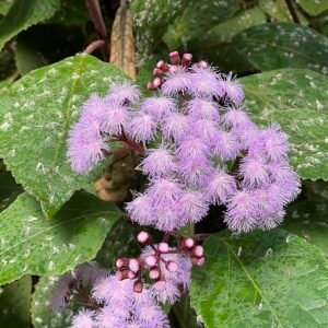 Bloeiende Bartlettina sordida plant met paarse bloemen en groene bladeren.