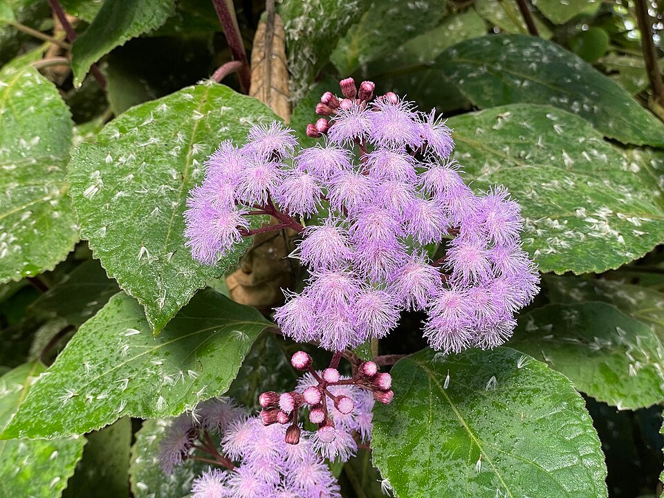 Bloeiende Bartlettina sordida plant met paarse bloemen en groene bladeren.