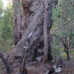 Ancient Jarrah tree base with deep red color and rough texture.