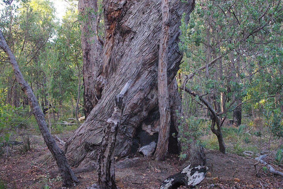 Ancient Jarrah tree base with deep red color and rough texture.