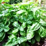 Verse basilicumplant met groene bladeren en paarse bloemen.
