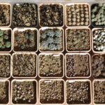 Jonge zaailingen van Mammillaria sanchez-mejoradae in verschillende potten.