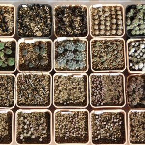 Jonge zaailingen van Mammillaria sanchez-mejoradae in verschillende potten.