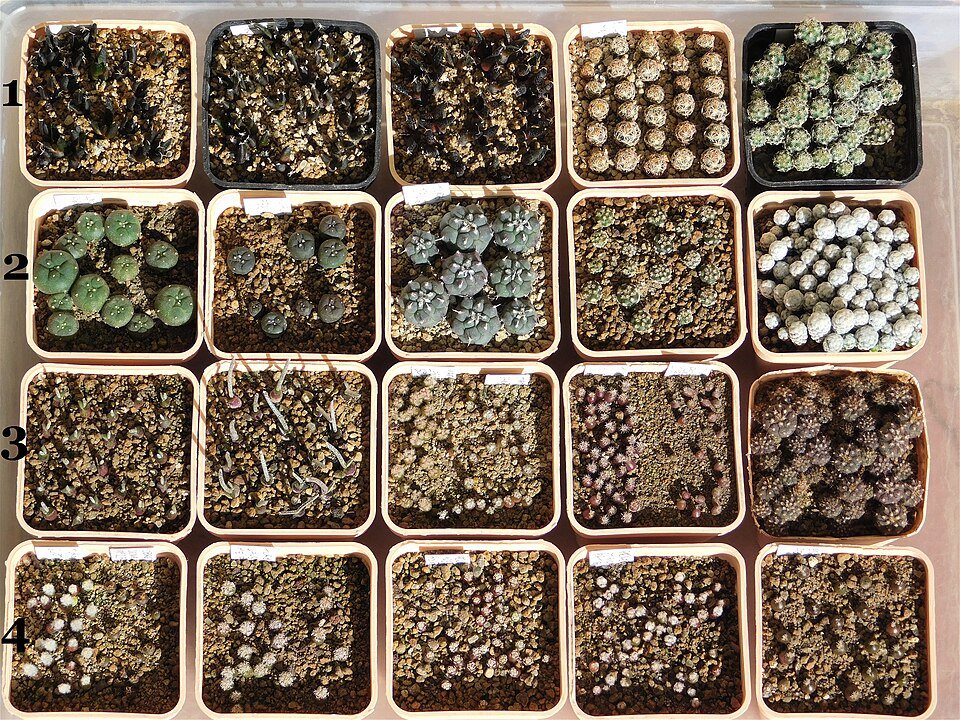 Jonge zaailingen van Mammillaria sanchez-mejoradae in verschillende potten.