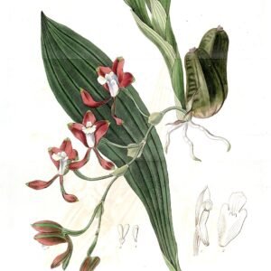 Batemannia colleyi plant met opvallende bloemen in halfschaduw op kleigrond.