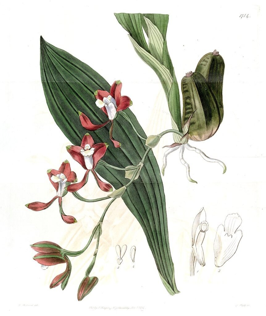 Batemannia colleyi plant met opvallende bloemen in halfschaduw op kleigrond.