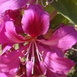 Bauhinia blakeana bloeiende paarse orchidee.