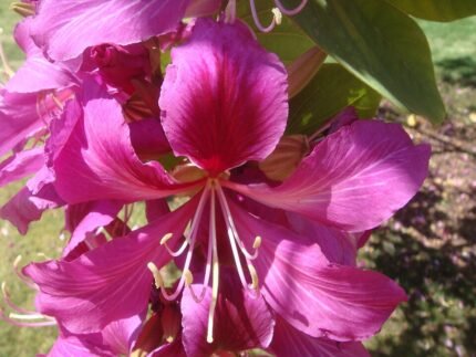 Bauhinia blakeana bloeiende paarse orchidee.