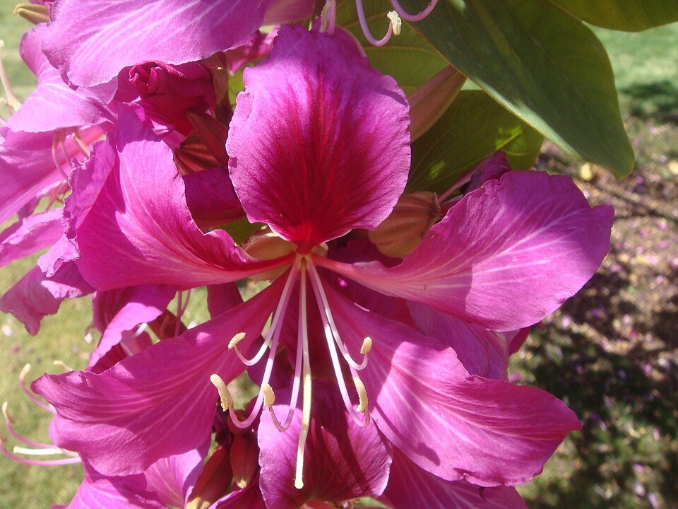 Bauhinia blakeana bloeiende paarse orchidee.