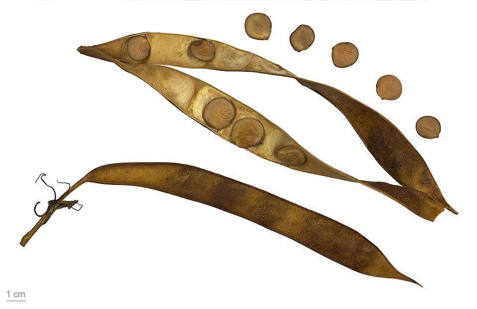 Bloeiende paarse Bauhinia variegata op een witte achtergrond.