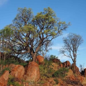 Erythrina vespertilio bloeiend met rode bloemen en donkergroene bladeren.