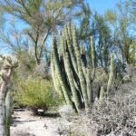 Prachtige cactus in woestijntuin - panoramio.