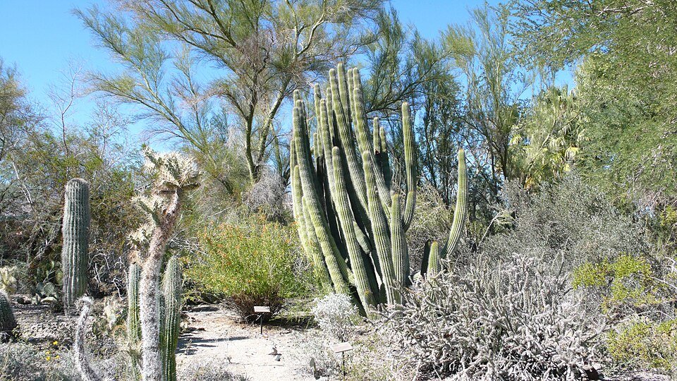 Prachtige cactus in woestijntuin - panoramio.