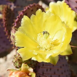 Bloeiende Opuntia chlorotica cactus bestoven door bij in natuurlijke omgeving.