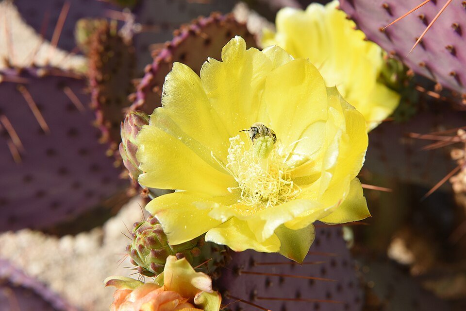 Bloeiende Opuntia chlorotica cactus bestoven door bij in natuurlijke omgeving.