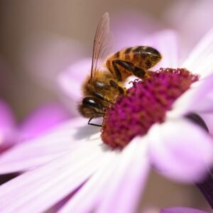 Pericallis senetti met bij erop.