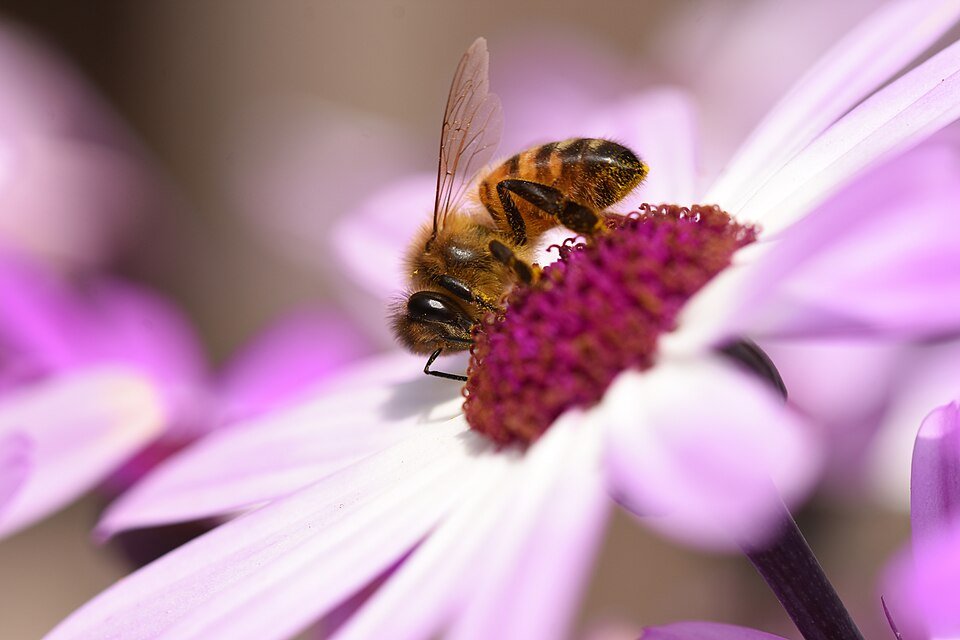 Pericallis senetti met bij erop.