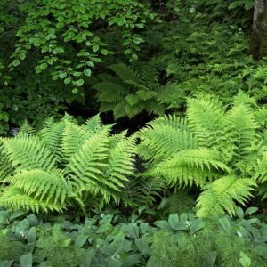 Lelietje-van-dalen met beukenvarens in Gullmarsskogen.