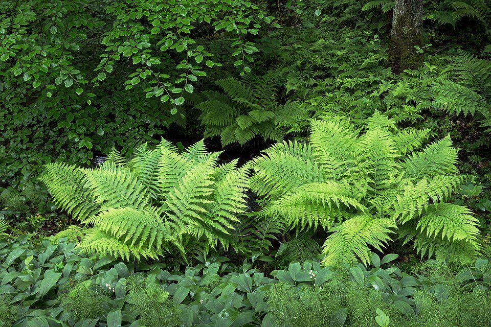 Lelietje-van-dalen met beukenvarens in Gullmarsskogen.