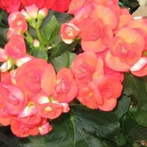 Begonia × hiemalis bloem in heldere kleuren op een groene achtergrond.