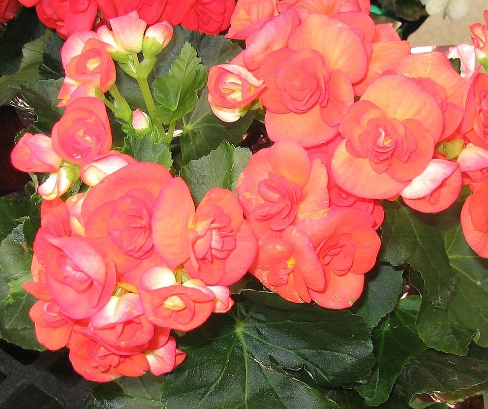 Begonia × hiemalis bloem in heldere kleuren op een groene achtergrond.