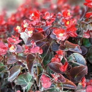Begonia cucullata plant with green leaves and white flowers.
