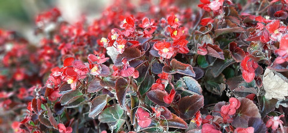 Begonia cucullata plant with green leaves and white flowers.