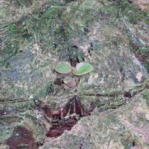 Begonia (ijsbloem) met heldere kleuren en gedetailleerde bloemblaadjes.