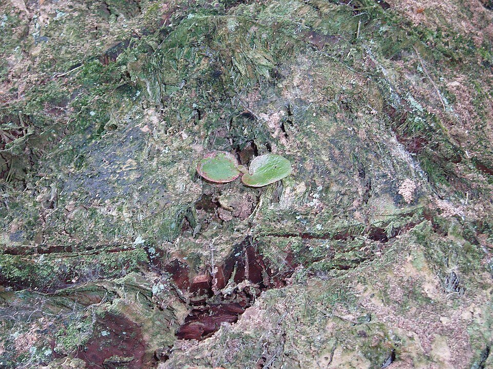 Begonia (ijsbloem) met heldere kleuren en gedetailleerde bloemblaadjes.