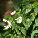 Begonia acutifolia bloem in heldere kleuren op groene bladeren.