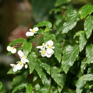 Begonia acutifolia bloem in heldere kleuren op groene bladeren.