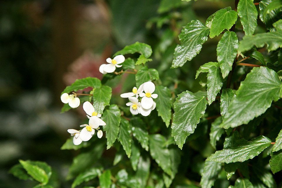 Begonia acutifolia bloem in heldere kleuren op groene bladeren.