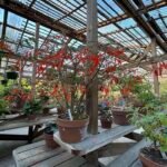 Begonia boliviensis bloem met heldere oranje bloemblaadjes en groen blad.