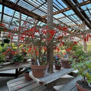 Begonia boliviensis bloem met heldere oranje bloemblaadjes en groen blad.
