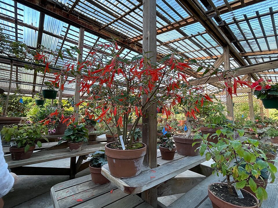 Begonia boliviensis bloem met heldere oranje bloemblaadjes en groen blad.