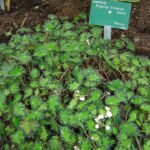 Eyelash Begonia plant with unique foliage in shades of green.