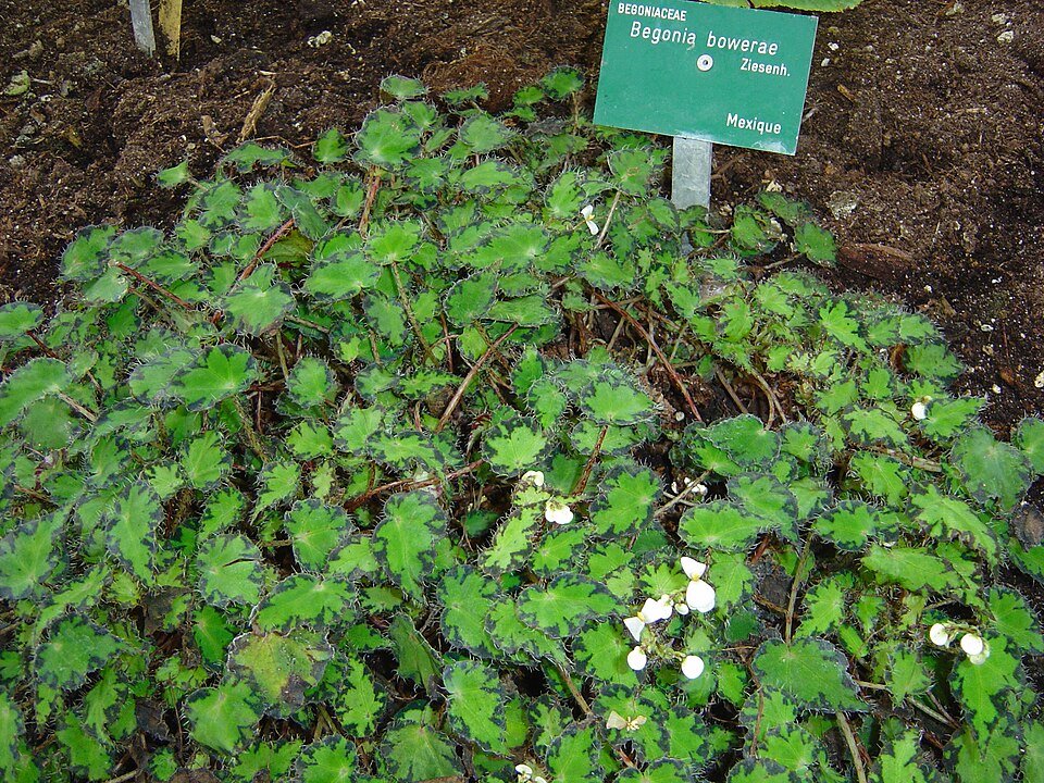 Eyelash Begonia plant with unique foliage in shades of green.