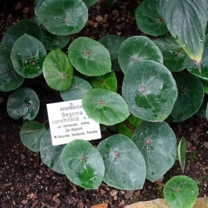 Begonia conchifolia plant with vibrant green leaves and textured surface.