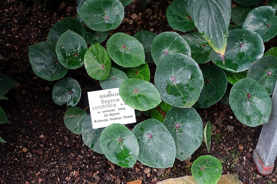 Begonia conchifolia plant with vibrant green leaves and textured surface.