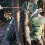 Begonia venosa plant met groene bladeren en witte stippen.