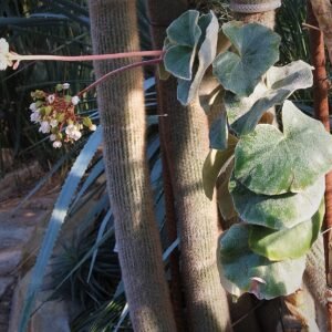 Begonia venosa plant met groene bladeren en witte stippen.