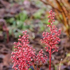 Bloemknoppen van Pieris japonica Bonfire in Tuinreservaat Jonkervallei.