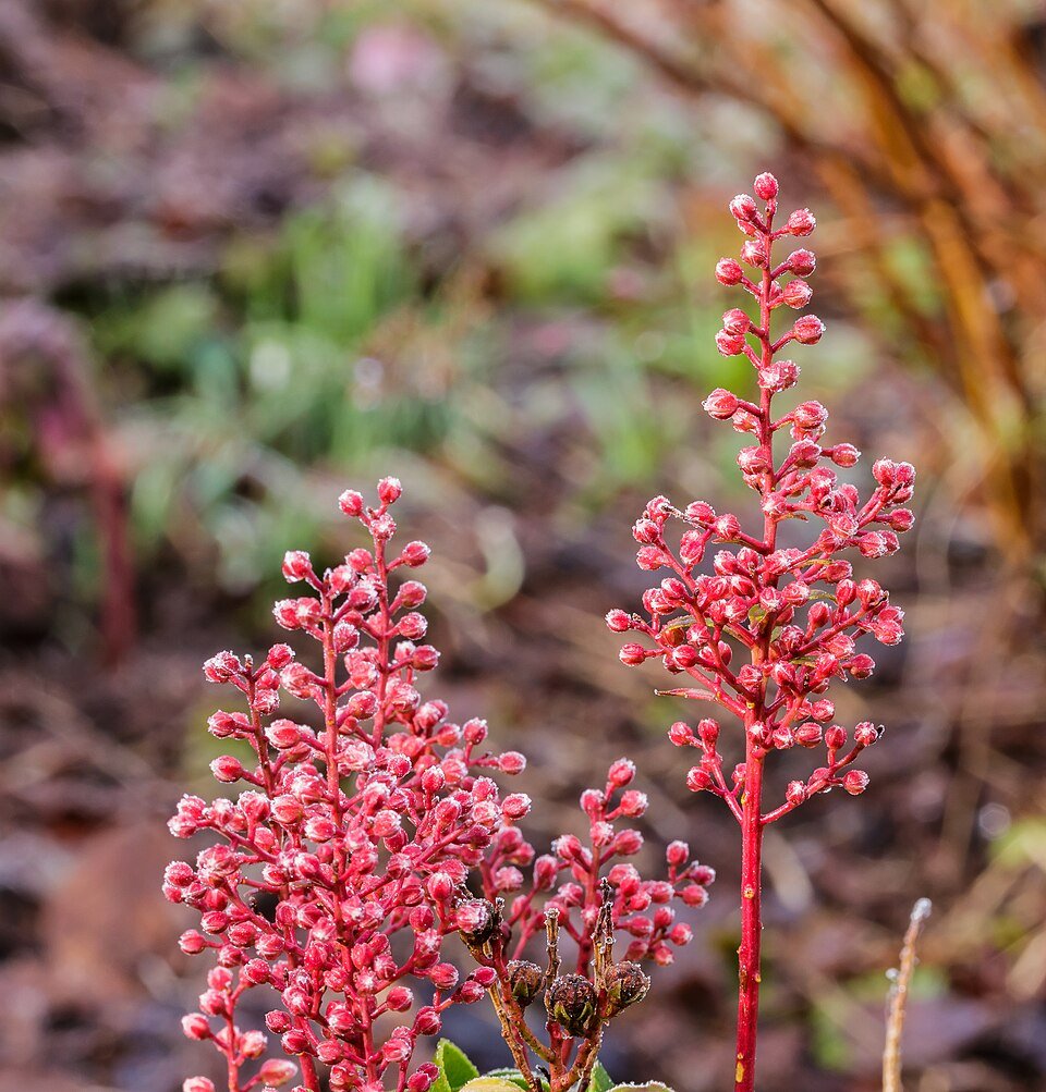 Bloemknoppen van Pieris japonica Bonfire in Tuinreservaat Jonkervallei.