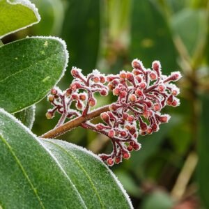 Skimmia Japonica 'Rubella' met beijzelde knoppen in Tuinreservaat Jonker Vallei.