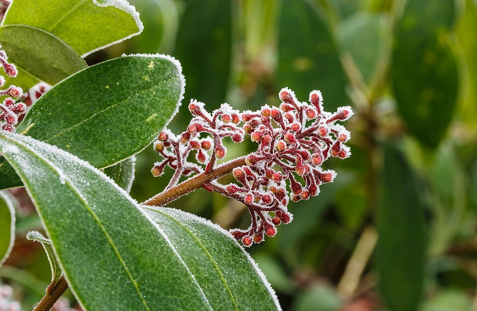 Skimmia Japonica 'Rubella' met beijzelde knoppen in Tuinreservaat Jonker Vallei.