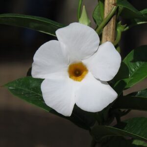 Dipladenia (mandevilla) bloeiende witte bloemen met groene bladeren.