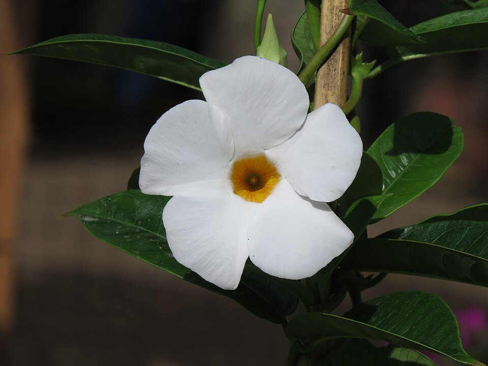 Dipladenia (mandevilla) bloeiende witte bloemen met groene bladeren.