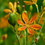 Oranje gevlekte Iris domestica bloem op groene stengel.