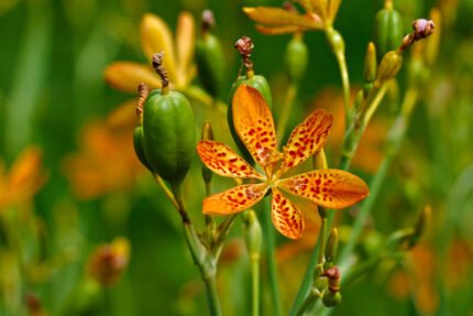 Oranje gevlekte Iris domestica bloem op groene stengel.